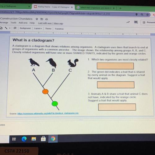 Pls help i literally have no idea how to read a cladogram????