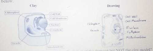 20) Two types of models that can be used to show details of the structures of cells are shown below