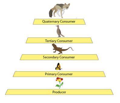 If the flowers contain 30,000 kcal of energy, how much energy will the jackal obtain from eating th