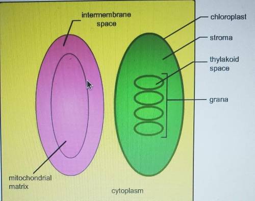 The diagram is a representation of part of a plant cell. Identify the locations where proton concen
