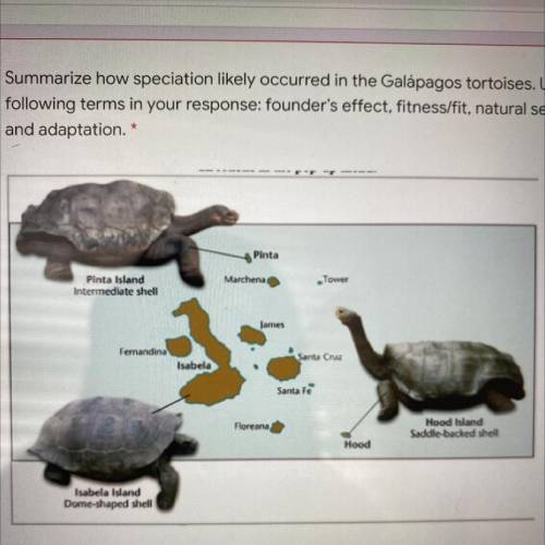 Summarize how speciation likely occurred in the Galapagos tortoises￼￼. Use the following terms in y