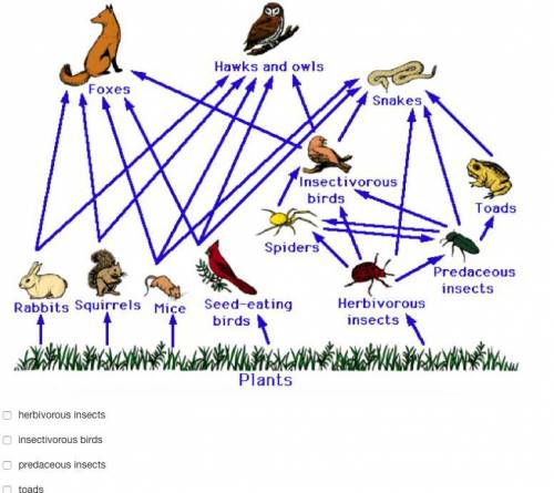 Which of the following organisms eat spiders in this ecosystem? Check all that apply:

 
snakes
toa