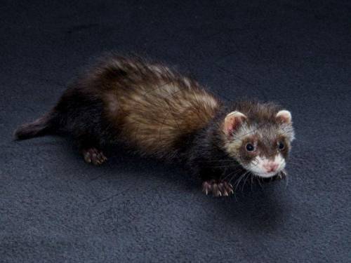 Ferret boy names NO HUMAN NAMES (chase, rick, bob, george, etc)