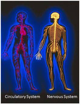 The body's nervous system is made up of the brain, the spinal cord, the retina, and many other nerv