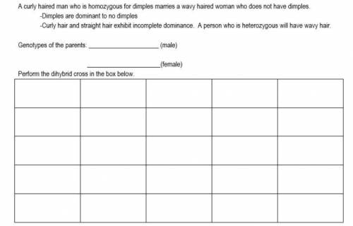 Help me plz punnet square no links