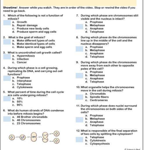 PLEASE HELP MITOSIS VIDEO HANDOUT