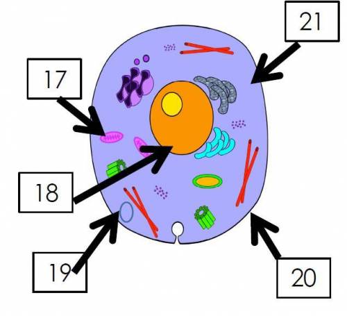 Use the picture to match the numbered label to the name of the organelle that it is pointing to.