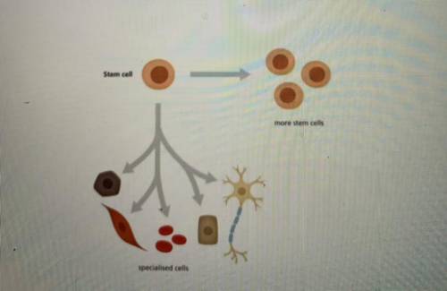 Based on the stem cell model above, what process is occurring in order to create specialized cells?