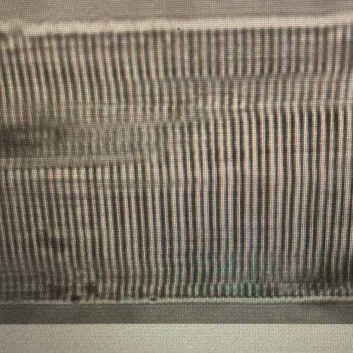 What is the characteristic of this tissue type?

striations
one nucleus per cell
spindle-like shap