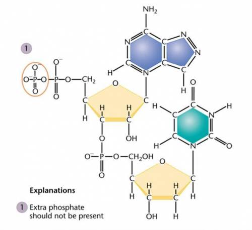 Please Help!!

A genetics student was asked to draw the chemical structure of an adenine- and thym