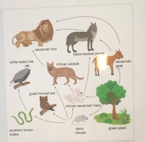 *
Describe the complete path of energy from the sun to that carnivore.