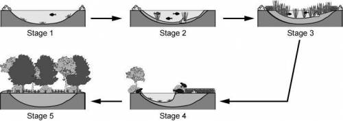 Ecological succession can end when a community is not replaced by another one. This community is ca