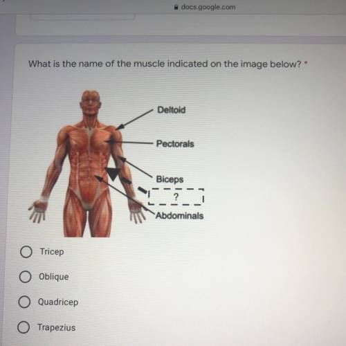 What’s the name of the muscle indicated on the image below?

1.Tricep
2.Oblique
3.Quadricep
4.Trap