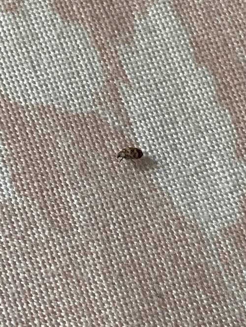 What is this bug i saw it on a hotel bed. PLEASE ANSWERRR