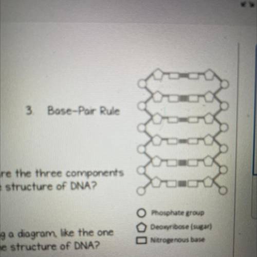 According to the diagram how are the three components

of a nucleotide important to the structure