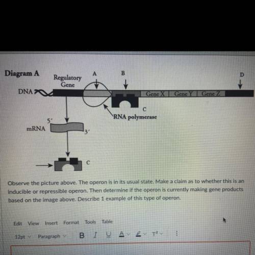 Observe the picture above. The operon is in its usual state. Make a claim as to whether this is an