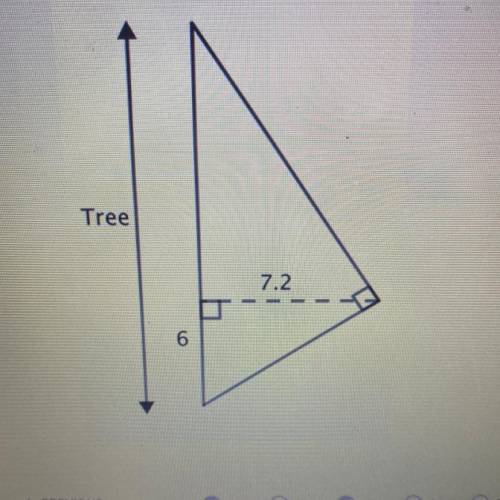 Eliana is measuring the height of a tree in her backyard. She stands 7.2 feet away

from the tree