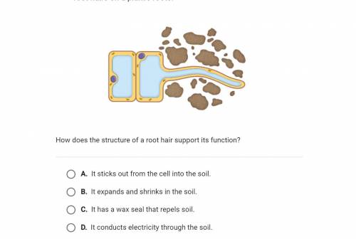 Explain your answer well and I shall give brainliest. How does the structure of a root hair cell su