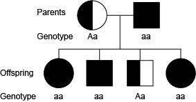 What percentage of the offspring either are carriers or have the observable disease?

25%
50%
75%