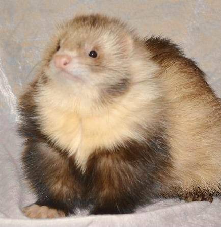 Hey guy’s HumanFerret here! today I’m here for you if you need any help on homework, depression, an
