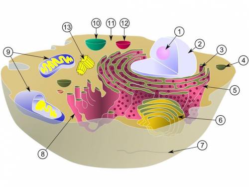 What is the name and function of the part of the cell labeled as #1 in the diagram?