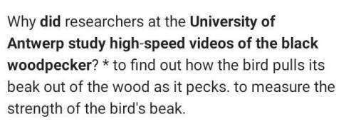 Why did researchers at the university of Antwerp study high speed videos of the black woodpecker​