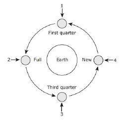 A student builds a model based on this diagram. The student uses foam balls to represent the moon a