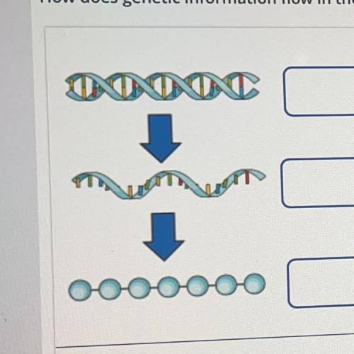 Students illustrate a flow-chart model of gene expression.

How does genetic information flow in t