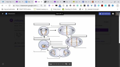 HELP ME WITH THIS MITOSIS DIAGRAM PLEAASE