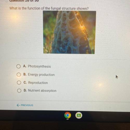 What is the function of the fungal structure shown?

O
A. Photosynthesis
B. Energy production
C. R