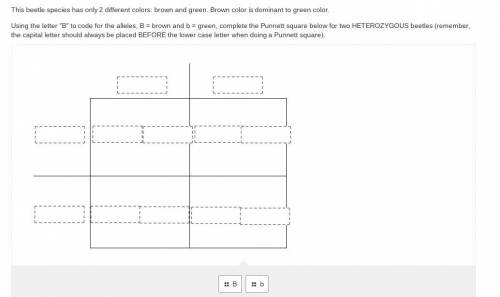Using the letter B to code for the alleles, B = brown and b = green, complete the Punnett square
