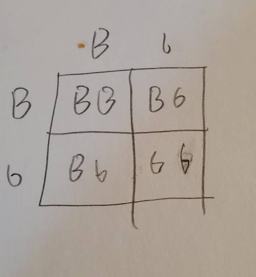 Using the letter B to code for the alleles, B = brown and b = green, complete the Punnett square b