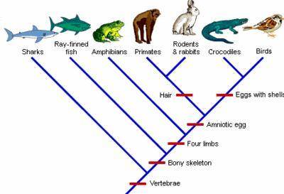 According to the cladogram, which feature is present in primates, but not amphibians?