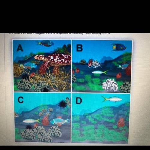 Which of the images below depicts a healthy reef ecosystem? 
Image A, B, C, or D?