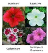 Question:What does codominance mean in genetics?

1.Both alleles are dominant and are expressed.
2