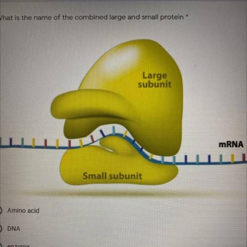 What is the name of the combined large and small protein *

Large
subunit
mRNA
Small subunit
O Ami