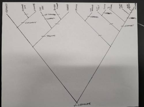 In this cladogram, which candy bars are most costly related