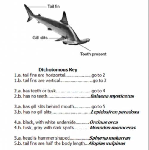 Help, please.

Use the dichotomous key to answer the following question: 
What is the name of the