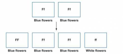 The diagram shows a cross that is similar to one of Mendel’s pea plant crosses.

What is the domin