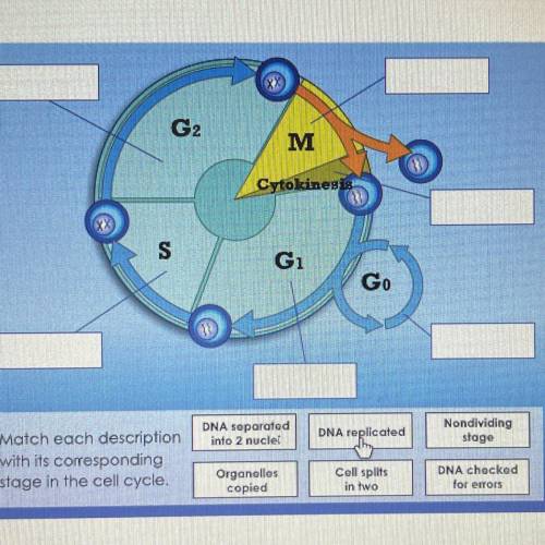 There are several steps in the cell cycle. Use the activity below to review them.