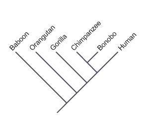 Consider the phylogenetic tree of Old World primates.

According to the tree, which primates share