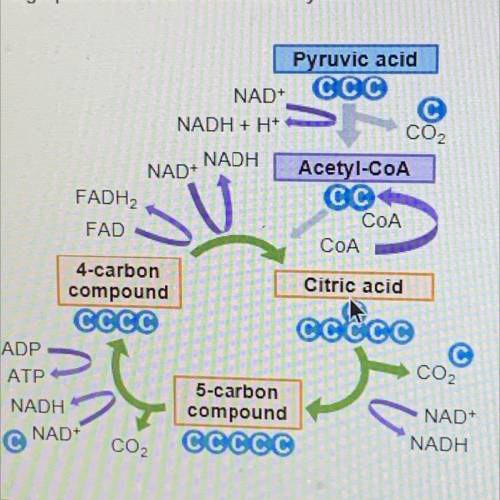 The graphic shows the citric acid cycle.

CO2
Pyruvic acid
NAD
CCC
NADH + H+
NADH
NAD
Acetyl-COA
F