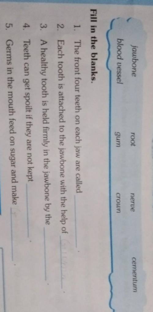 jawbone root nerve cementum blood vessel gum crown Fill in the blanks. 1. The front four teeth on e