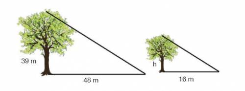 Given the diagram below, find the height of the shorter tree.

a. 13 m
b. 7 m
c. 16.2 m
d. 19.7 m