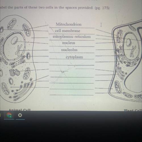 Cell Parts and Their Jobs

1. Label the parts of these two cells in the spaces provided. (pg. 175)