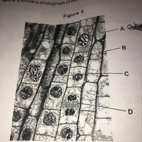 Figure 5 shows a photograph of plant root tip cells. Explain what is happening to the root tip in f