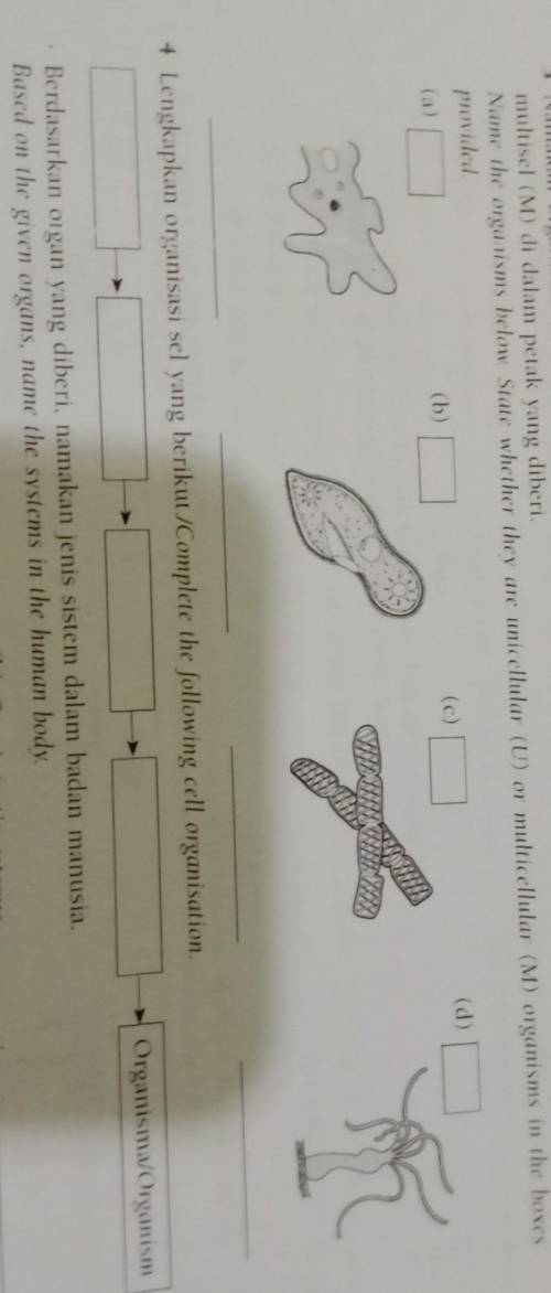 Name the organisms below State whether they are unicellular (U) or multicellular (M) organisms in t