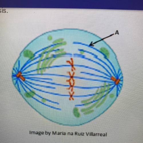 The diagram here shows a phase of mitosis.

Which does the letter A represent in the diagram?
•cen