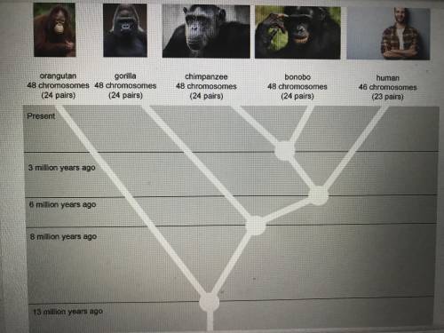 Evolution never occurs in a straight line. There are always branches and nodes that can be seen alo