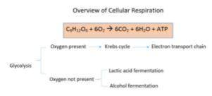 Plz help quickly:

The diagram below shows the ways cells can release energy from food depending o